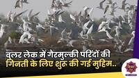 Wular Lake:वुलर लेक में गैरमुल्की परिंदों की गिनती के लिए शुरू की गई मुहिम