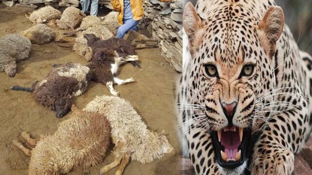 Leopard Attack : शोपियां में तेंदुए का आतंक, कई भेड़ों को बनाया शिकार !